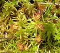 Drosera rotundifolia v NSG Schwarze Haide