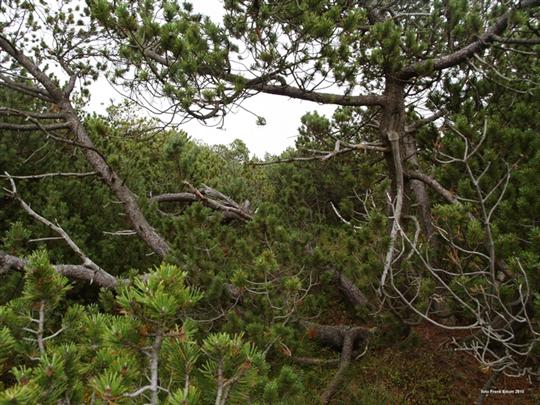 Klečové porosty v NSG Kriegswiese