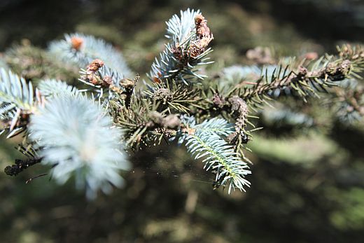Světlé jehličí je zdravé.Zbytek smrku pichlavého je těžce poškozen kloubnatkou.