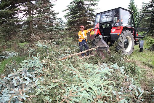 Těžku smrkového dřeva tu provádí pro Městské lesy Chomutov firma pana Berkyho.